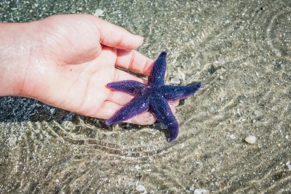 Kraken 23at