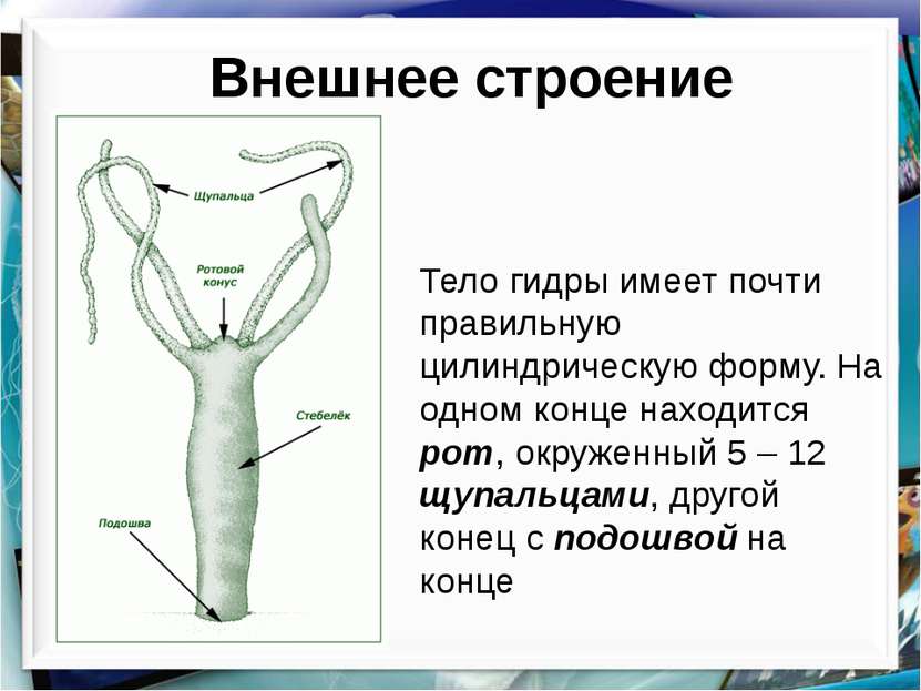 Кракен kr2web in маркетплейс